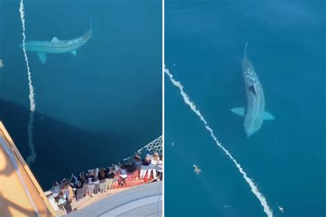 gargantuan shark|cruise ship giant shark atlantic.